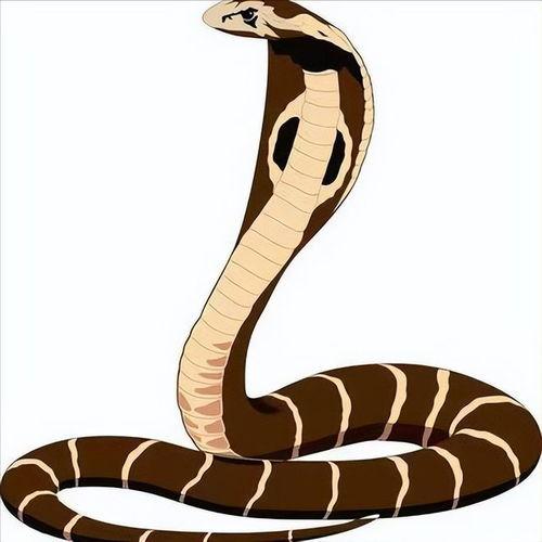 印度蛇变成人绘画视频,印度蛇神化身人形奇观揭秘