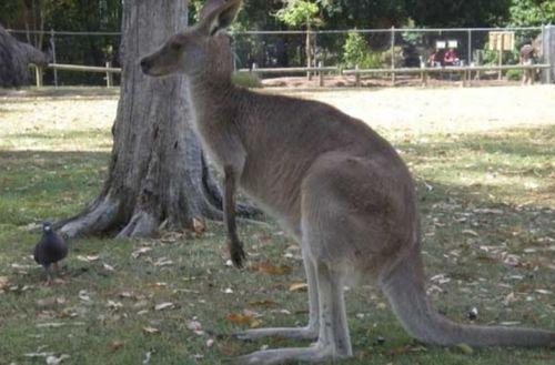 成人袋鼠抱球视频,成人版袋鼠抱球萌动时刻