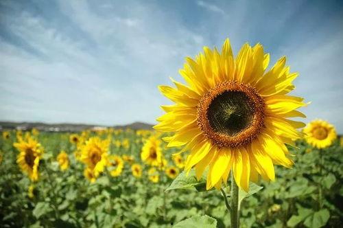 向日葵成人短视频在线,成人短视频中的光影故事